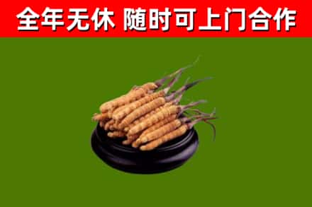 吐鲁番市回收散虫草